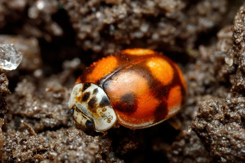 10 Spot Ladybird - photo 2