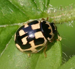 14 Spot ladybird