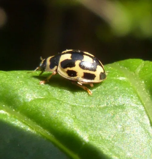 14 Spot ladybird - photo 2