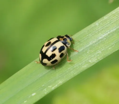 14 Spot ladybird - photo 3