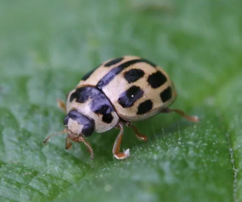 14 Spot ladybird - photo 4