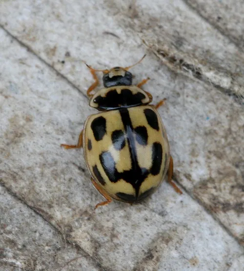 14 Spot ladybird - photo 5