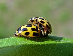 14 Spot ladybird - photo 6