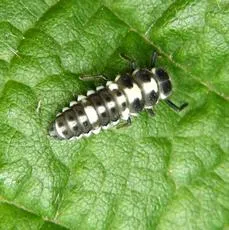 14 Spot ladybird - photo 7