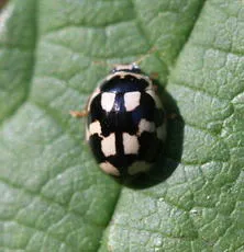 14 Spot ladybird - photo 8