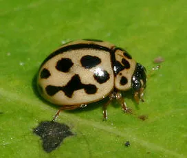 16 Spot Ladybird - photo 2