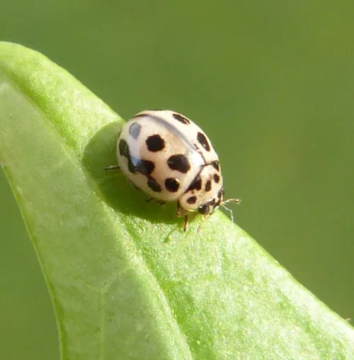 16 Spot Ladybird - photo 3