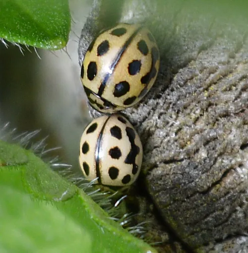 16 Spot Ladybird - photo 4