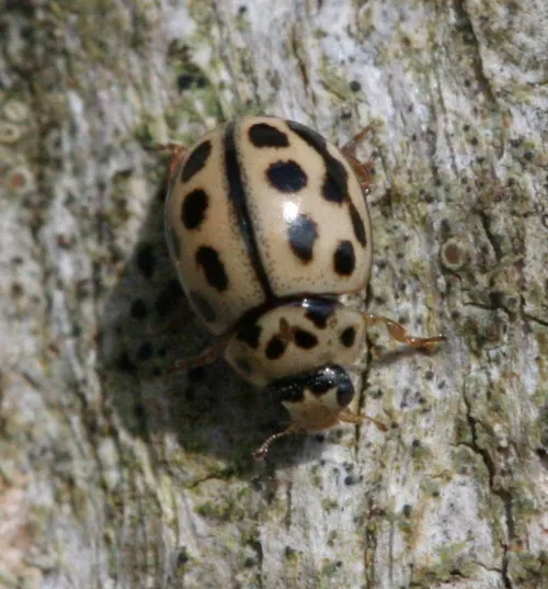 16 Spot Ladybird - photo 5