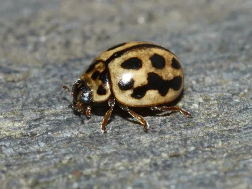 16 Spot Ladybird - photo 6