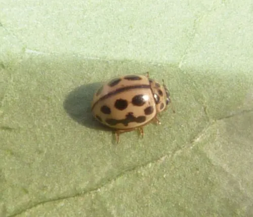 16 Spot Ladybird - photo 7