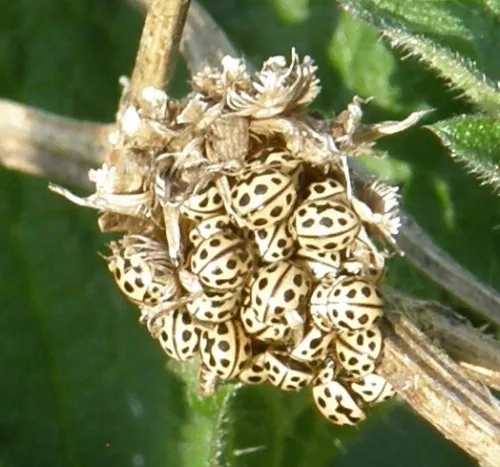 16 Spot Ladybird - photo 8