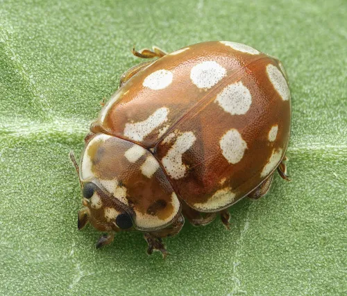 18 Spot Ladybird