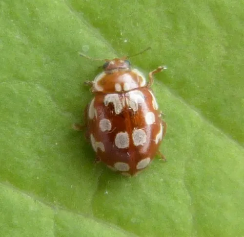 18 Spot Ladybird - photo 2