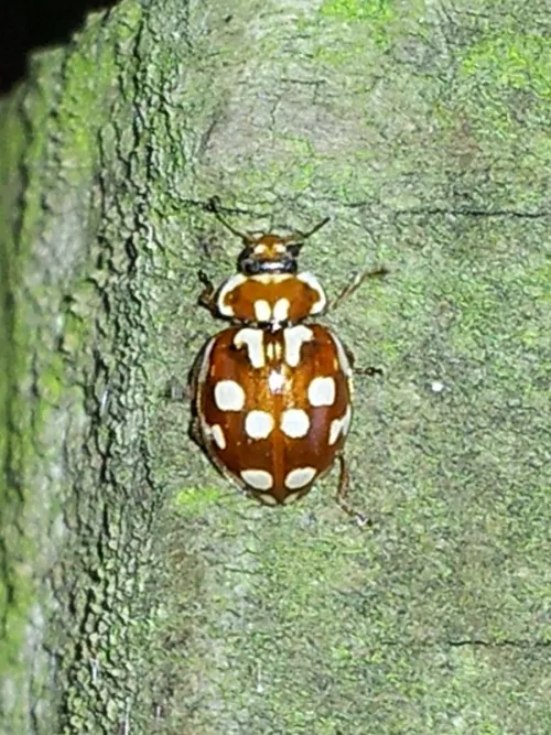 18 Spot Ladybird - photo 3