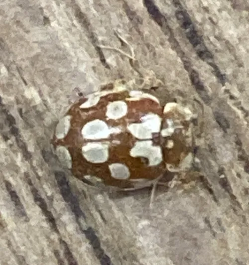18 Spot Ladybird - photo 4