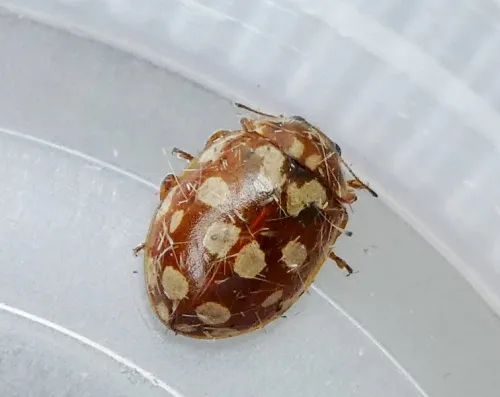 18 Spot Ladybird - photo 5