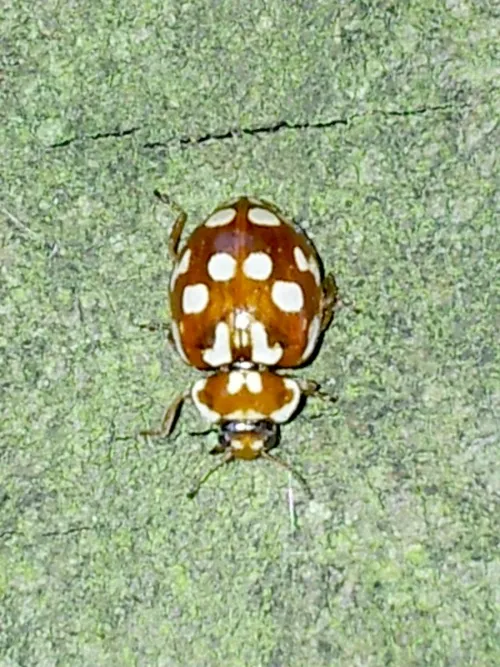 18 Spot Ladybird - photo 6