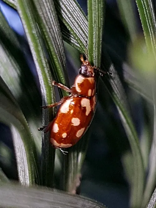 18 Spot Ladybird - photo 7