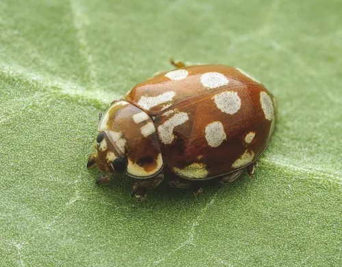 18 Spot Ladybird - photo 8