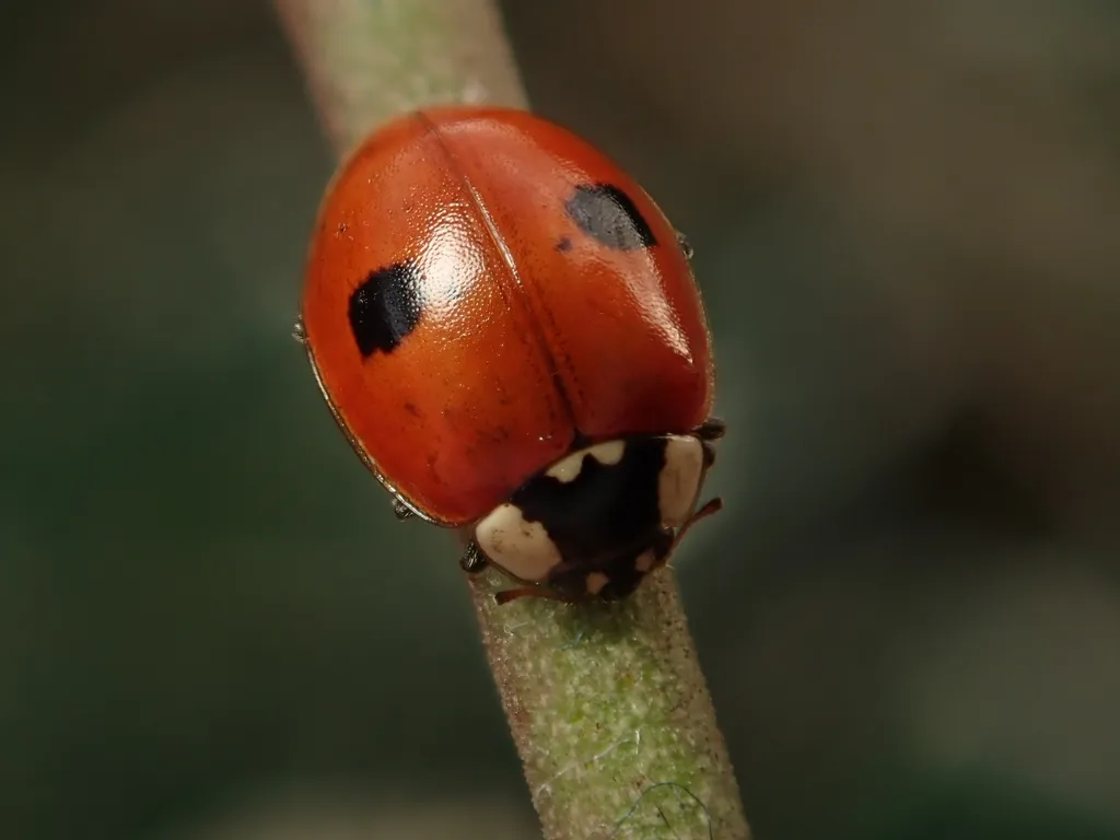 2 Spot Ladybird - photo 2