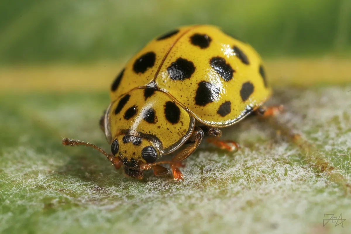 22 Spot Ladybird - photo 3