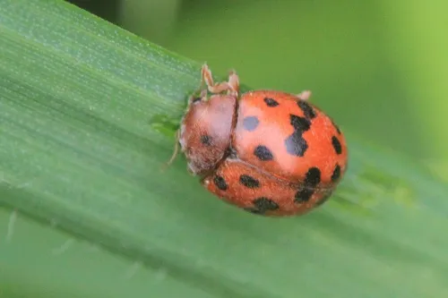 24 Spot Ladybird
