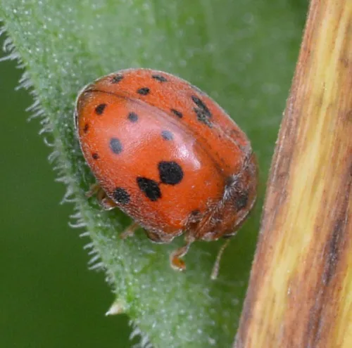 24 Spot Ladybird - photo 2