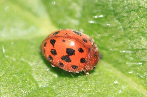 24 Spot Ladybird - photo 3