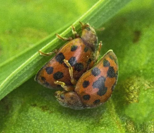 24 Spot Ladybird - photo 4