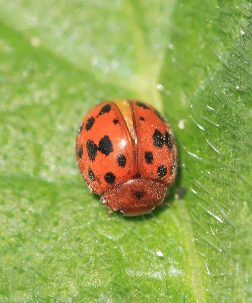 24 Spot Ladybird - photo 8