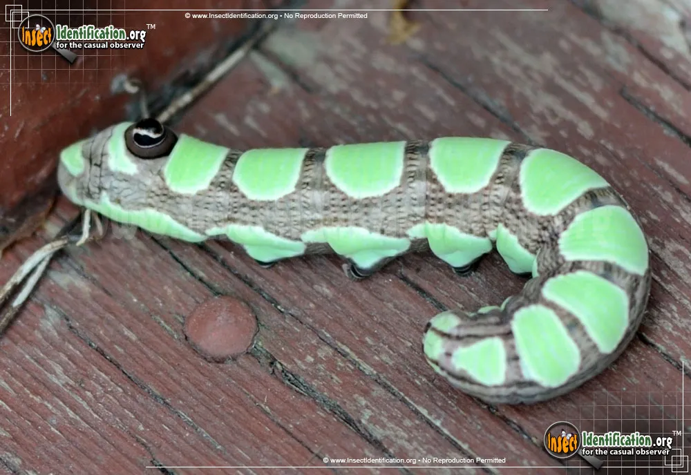 Abbott's Sphinx Moth - photo 3