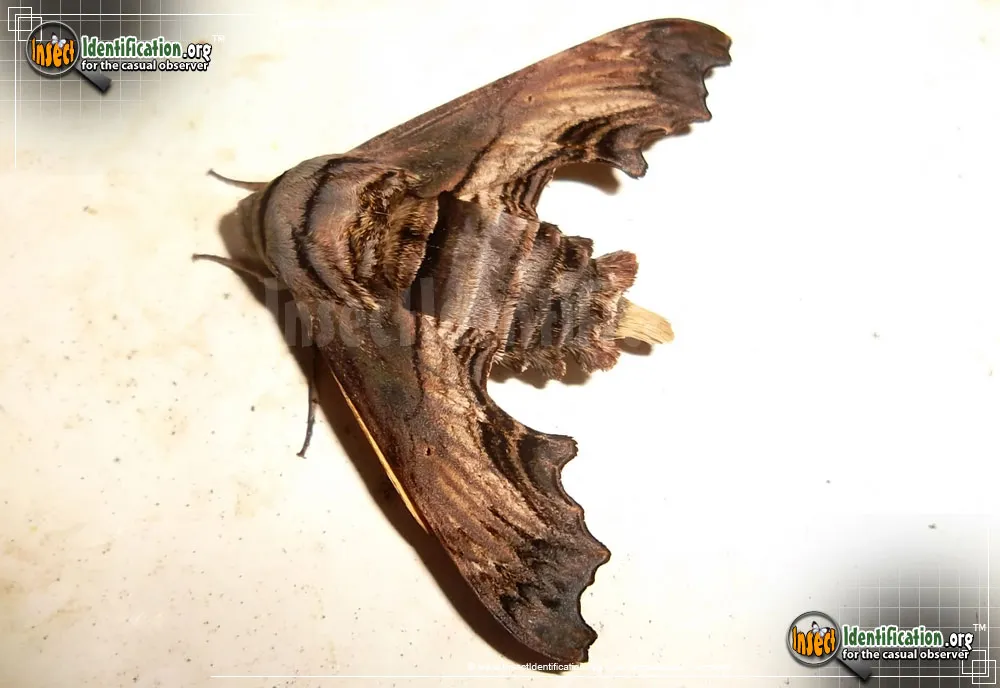 Abbott's Sphinx Moth - photo 5