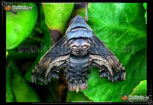 Abbott's Sphinx Moth - photo 7