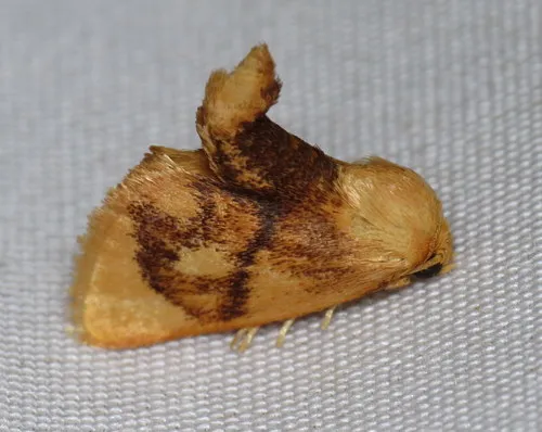 Abbreviated Button Slug Moth
