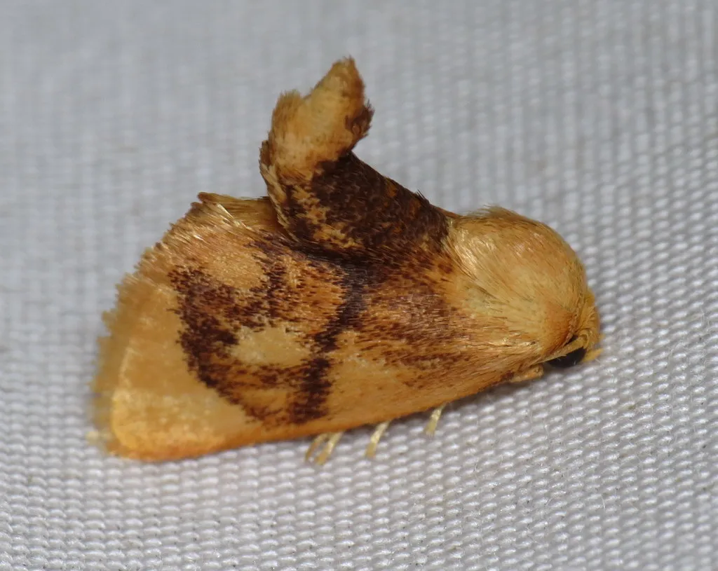 Abbreviated Button Slug Moth - photo 2