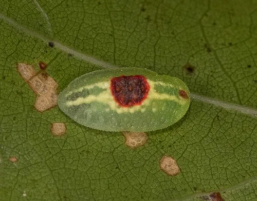 Abbreviated Button Slug Moth - photo 4