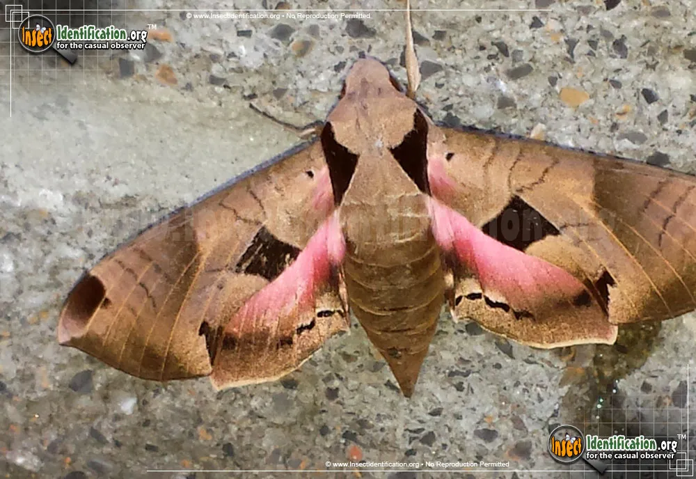 Achemon Sphinx Moth