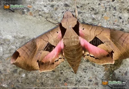 Achemon Sphinx Moth - photo 2