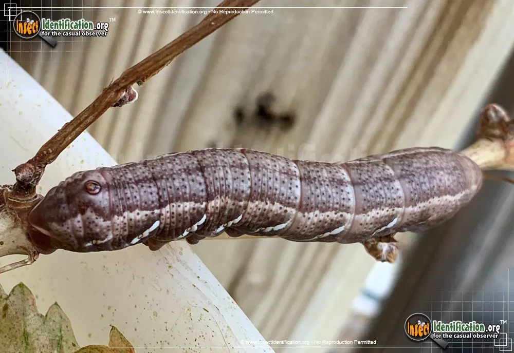 Achemon Sphinx Moth - photo 5