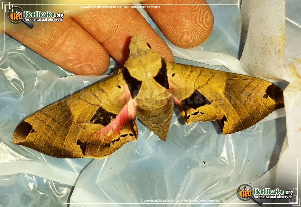 Achemon Sphinx Moth - photo 7