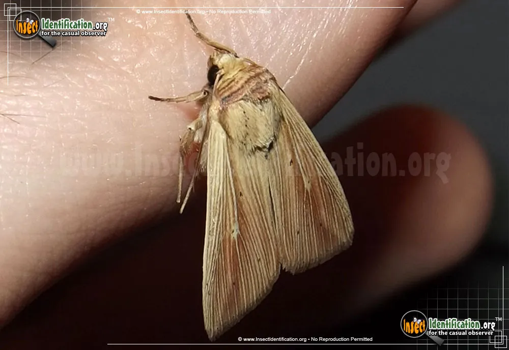 Adjutant Wainscot Moth