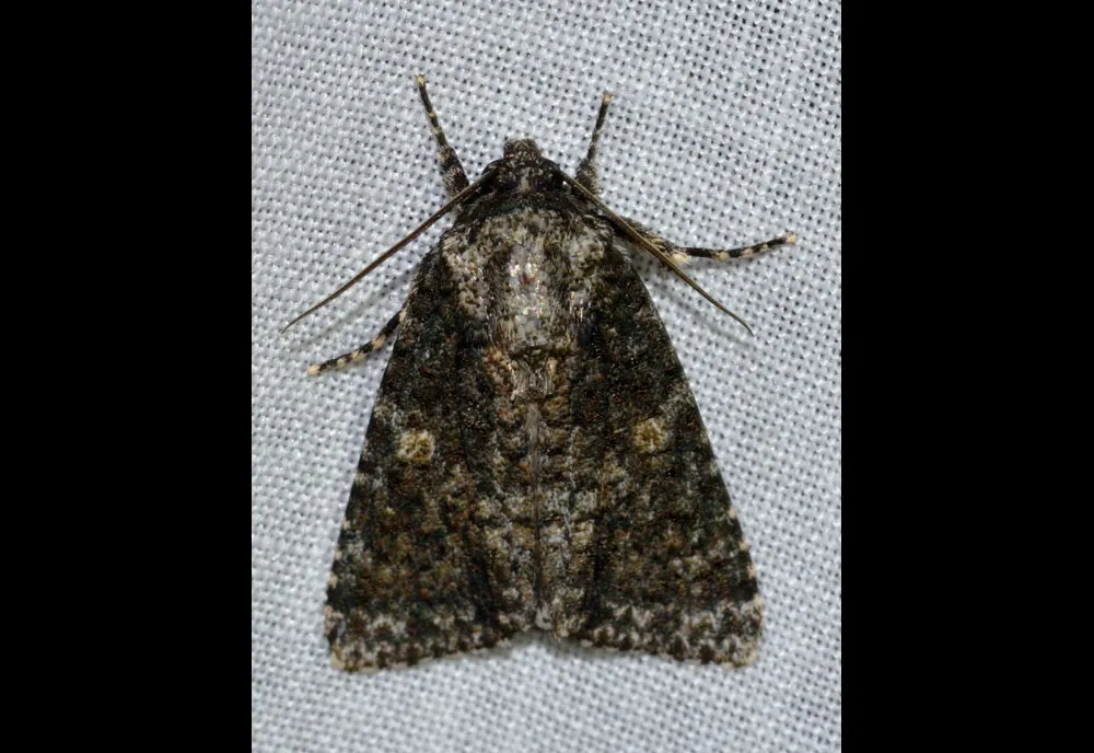 Afflicted Dagger Moth