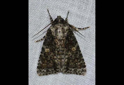 Afflicted Dagger Moth - photo 2