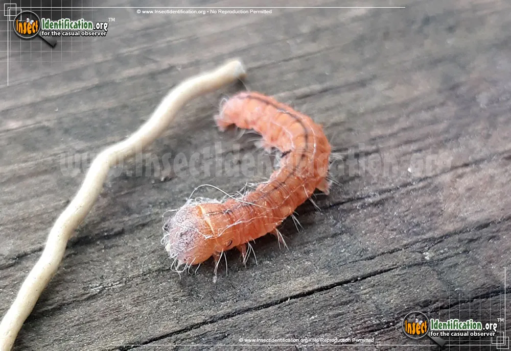 Afflicted Dagger Moth - photo 3
