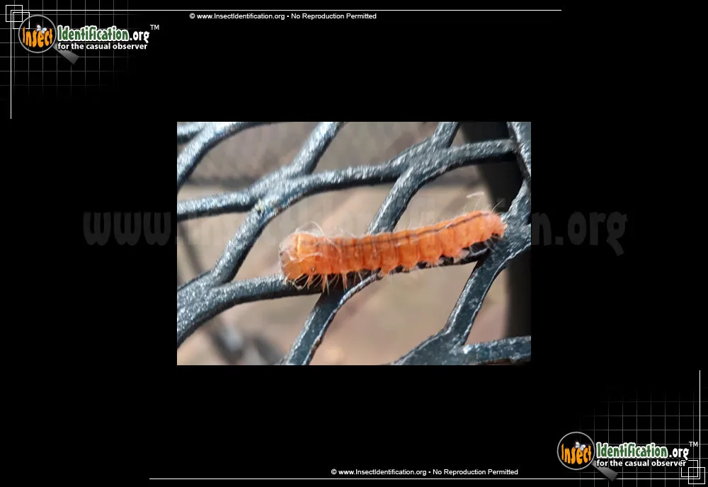 Afflicted Dagger Moth - photo 5