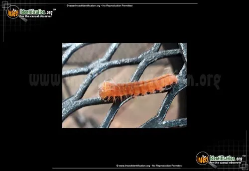Afflicted Dagger Moth - photo 6