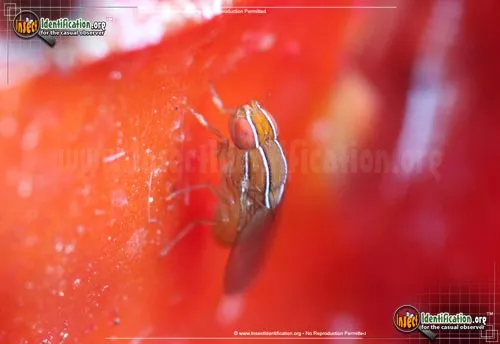 African Fig Fly - photo 4