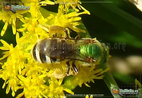 Agapostemon Sweat Bee - photo 2