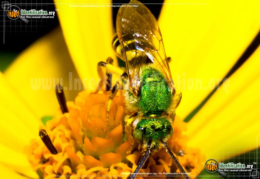 Agapostemon Sweat Bee - photo 3
